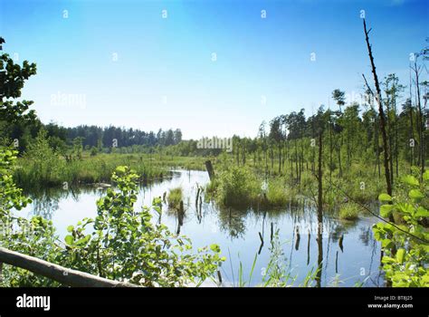 Primeval Forest Stock Photo - Alamy