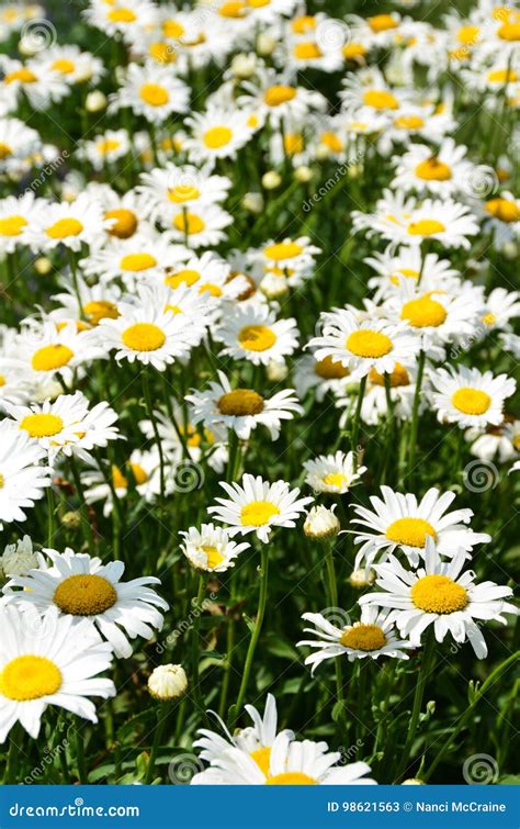 Field of white Daisies stock image. Image of plantaenphylum - 98621563