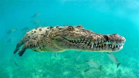 Man-eater crocodile ‘buaya pemakan manusia’, kenali jenis buaya air asin yang tampak di pantai ...