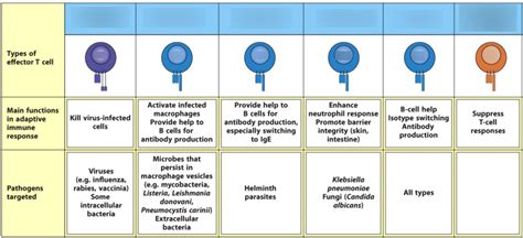 T cell types Diagram | Quizlet