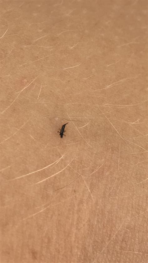 These tiny black biting bugs? : r/whatsthisbug