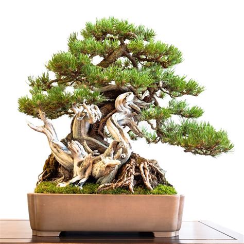 Mugo pine bonsai stock image. Image of deadwood, pinus - 1587069