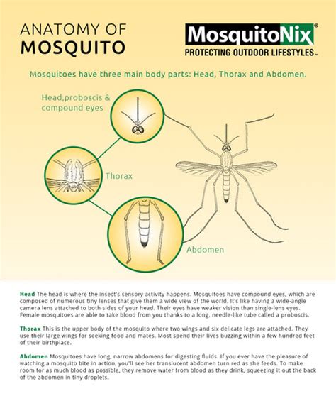 Anatomy of the Mosquito: How Many Eyes They Have & More - MosquitoNix®