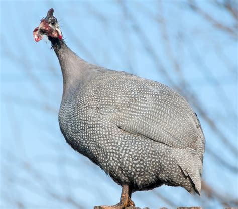 Lavender Guinea Fowl - Guinea Keets for Sale | Cackle Hatchery