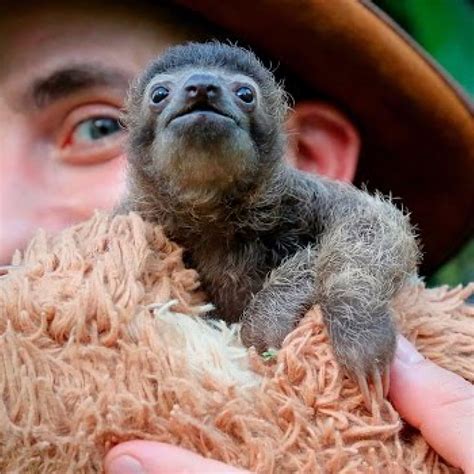 Baby Two Toed Sloth