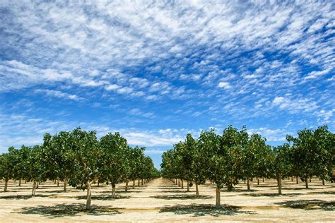 Pistachio Orchards Portfolio | Maxxam