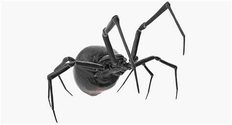 Widow spider fighting pose 3D model - TurboSquid 1164258