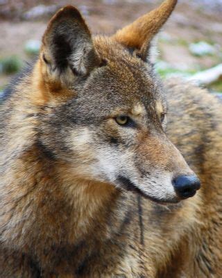 Chattanooga Arboretum and Nature Center: Red Wolf, Habitat, Diet, Appearance, Interesting Facts ...