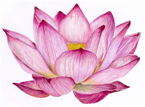 Lotus Flower Pencil Drawing at GetDrawings | Free download