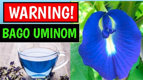 BUTTERFLY PEA The Hidden truth - YouTube