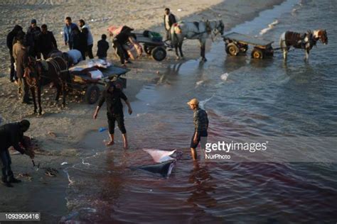 16 Manta Rays Washed Up On Gaza Beach Stock Photos, High-Res Pictures ...