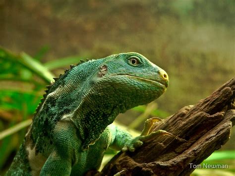 "Fijian Crested Iguana" by Tom Newman | Redbubble