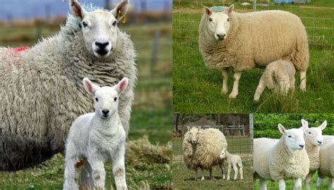 Cheviot Sheep Breed – Everything You Need to Know