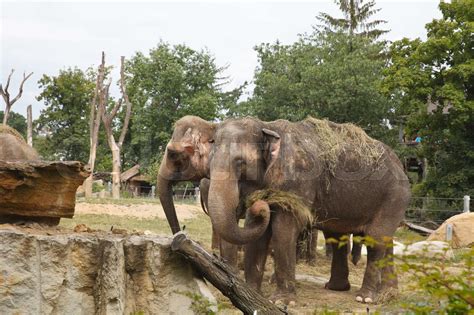 Two Indian elephant eating hay at the zoo | Stock image | Colourbox