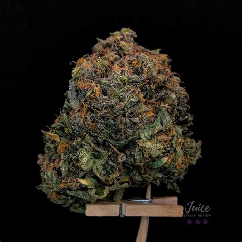 Strain Review: Pink Gas - The Highest Critic