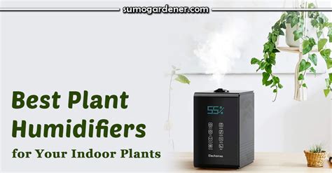 7 Best Plant Humidifiers for Indoor Plants - 2024 Reviews