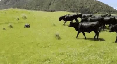 Cow Running Gif - All About Cow Photos