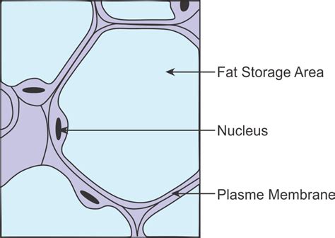 14+ areolar tissue diagram - EefahAralee