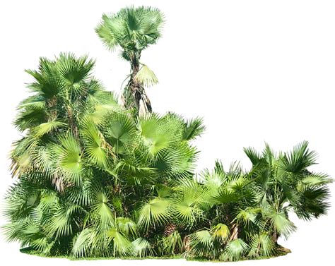 transparent background tropical plant png - Clip Art Library