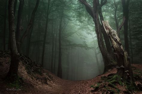 Walking through the woods, through the real and unreal | Photography ...