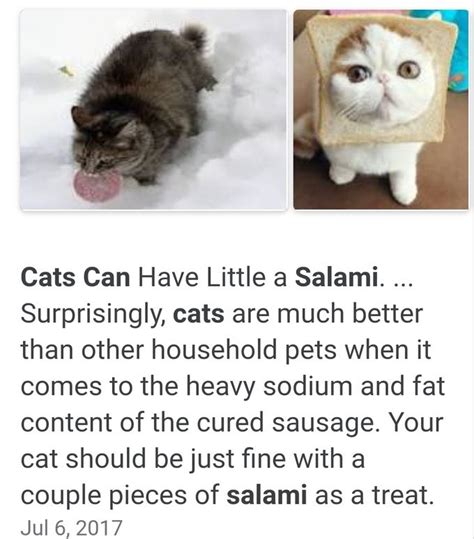 Cats Can Have a Little Salami | Know Your Meme