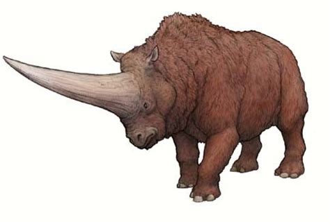 prehistoric rhino species - Google Search | Prehistoric animals, Extinct animals, Ancient animals