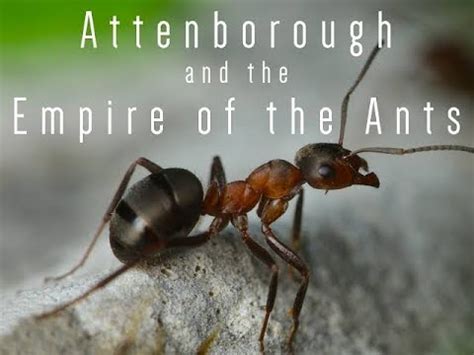 Attenboroughs and the Empire of the Ants 2018_ Ant Documentary_ BBC ...