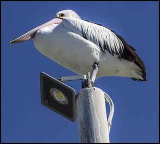 Pelican has his eye on me= | Pelican has his eye on me | Flickr