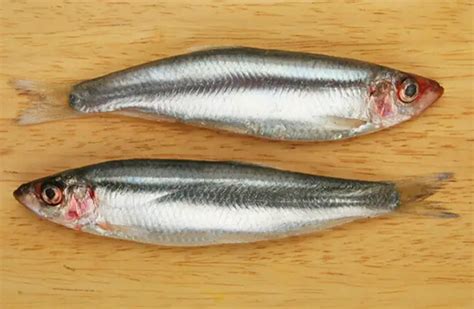 Sprat - Description, Habitat, Image, Diet, and Interesting Facts