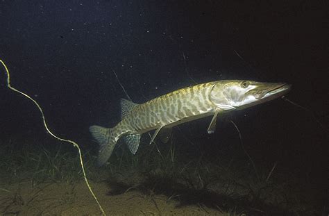 Muskellunge | Freshwater Predator, Apex Predator, Giant Fish | Britannica