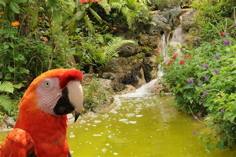 Parrot in the jungle stock photo. Image of jungle, vegetation - 19556630