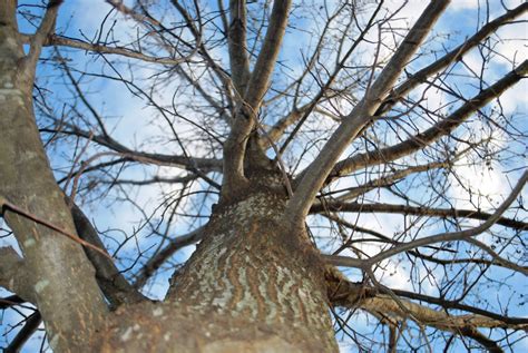 Cool Tree Photo Free Stock Photo - Public Domain Pictures