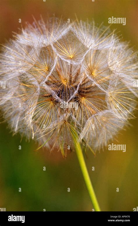 Goatsbeard Seed Head Stock Photo - Alamy