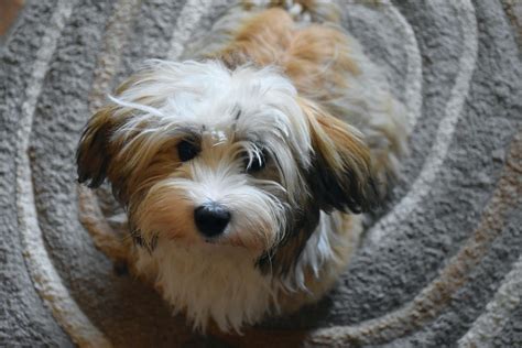 Havanese Dog Puppy Small · Free photo on Pixabay