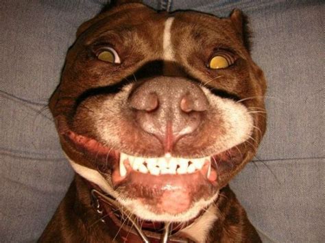 Smiling pit bull - Funny pictures of animals