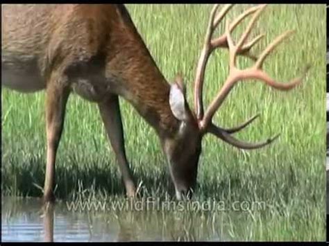 Barasingha with massive head of antlers drinking in Kanha swampland - YouTube