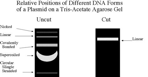 drosofly: hints about plasmid digestion