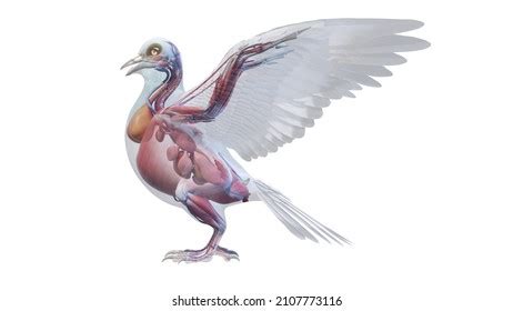 3d Rendered Illustration Pigeons Anatomy Muscle 库存插图 2106611081 ...