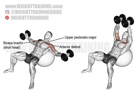 Incline dumbbell fly on a stability ball exercise instructions and video