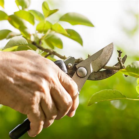 Proper tree pruning techniques - Elite Tree Care