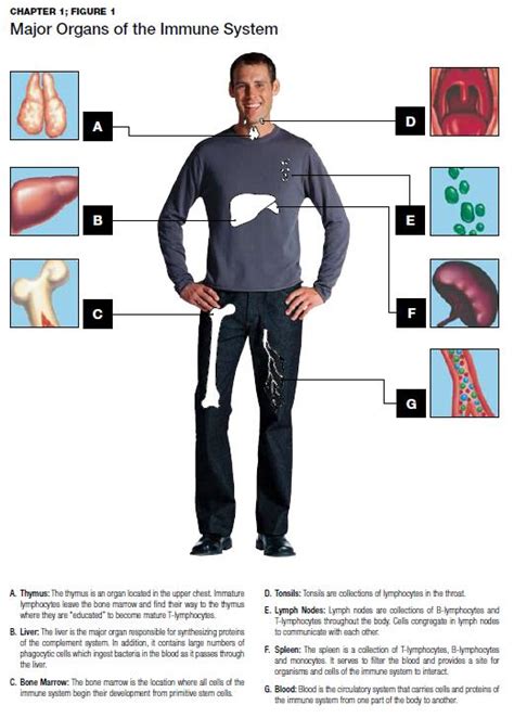 What Causes Autoimmune Diseases In Dogs