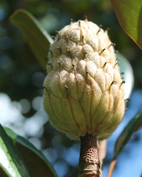 Beautiful Magnolia fruit!! This beauty caught my eye instantly within ...