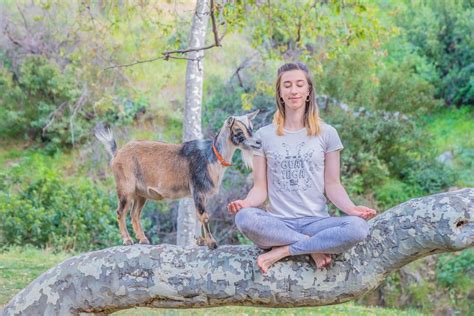 Goat Yoga Sound Bath in Nature, Burbank Foothills, 28 August 2022