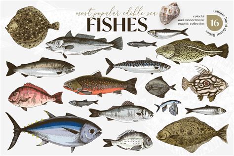 Most Popular Edible Sea Fishes - Design Cuts