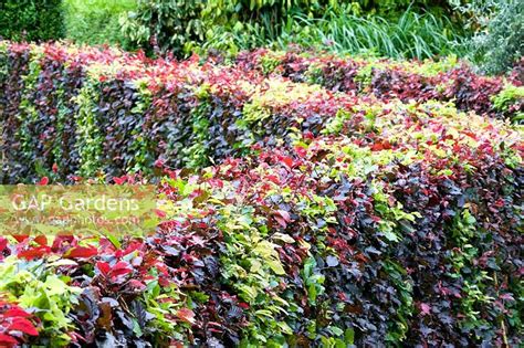 Fagus - Beech hedge,... stock photo by Lee Avison, Image: 0260982