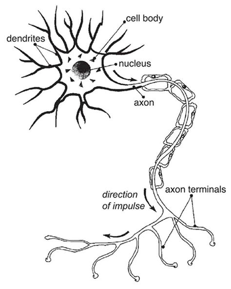neurons | Cell diagram, Neuron diagram, Nerve cell