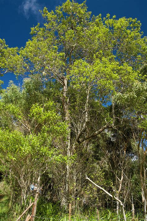 Hawaiian Sandalwood Tree #1 Photograph by David L Moore - Pixels