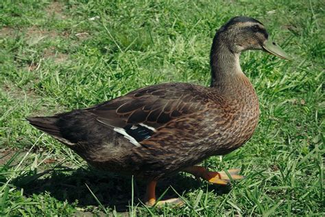 Our Favorite Duck Breeds - Murray McMurray Hatchery Blog