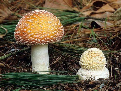 Amanita Muscaria Formosa | Fungi, Mushroom fungi, Stuffed mushrooms