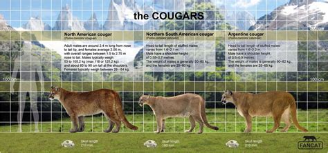 The cougar (puma) size | Wild cat species, Cat species, Small wild cats